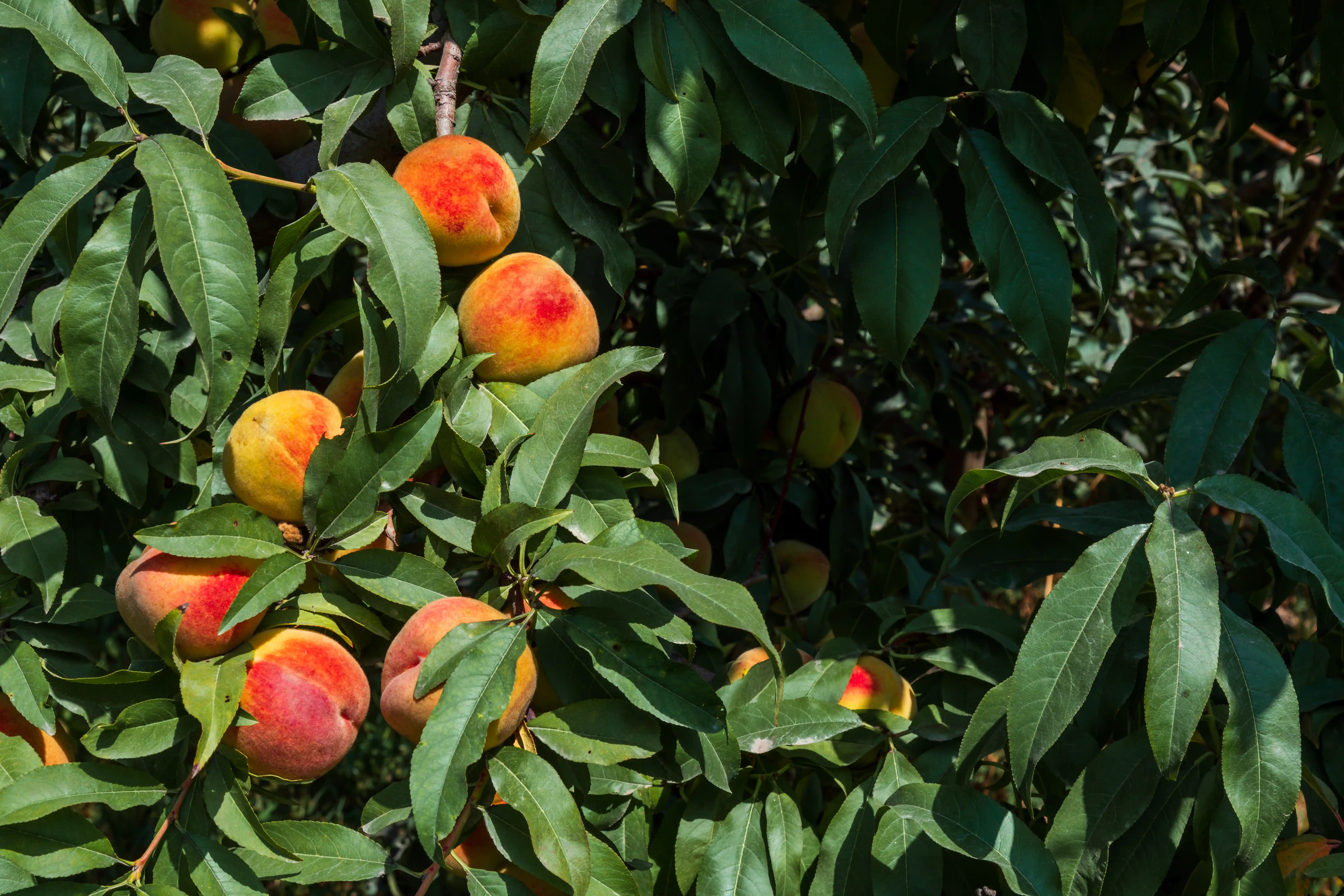 Peach villa background